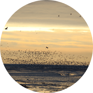 Werelderfgoed Waddenzee